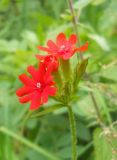 Lychnis chalcedonica