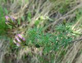 Astragalus ugamicus. Веточка с соцветиями. Казахстан, Южно-Казахстанская обл., Угамский хр., ущ. р. Сазаната. 05.05.2011.