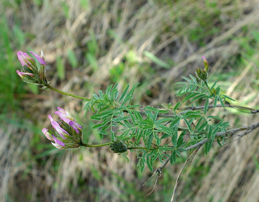 Изображение особи Astragalus ugamicus.