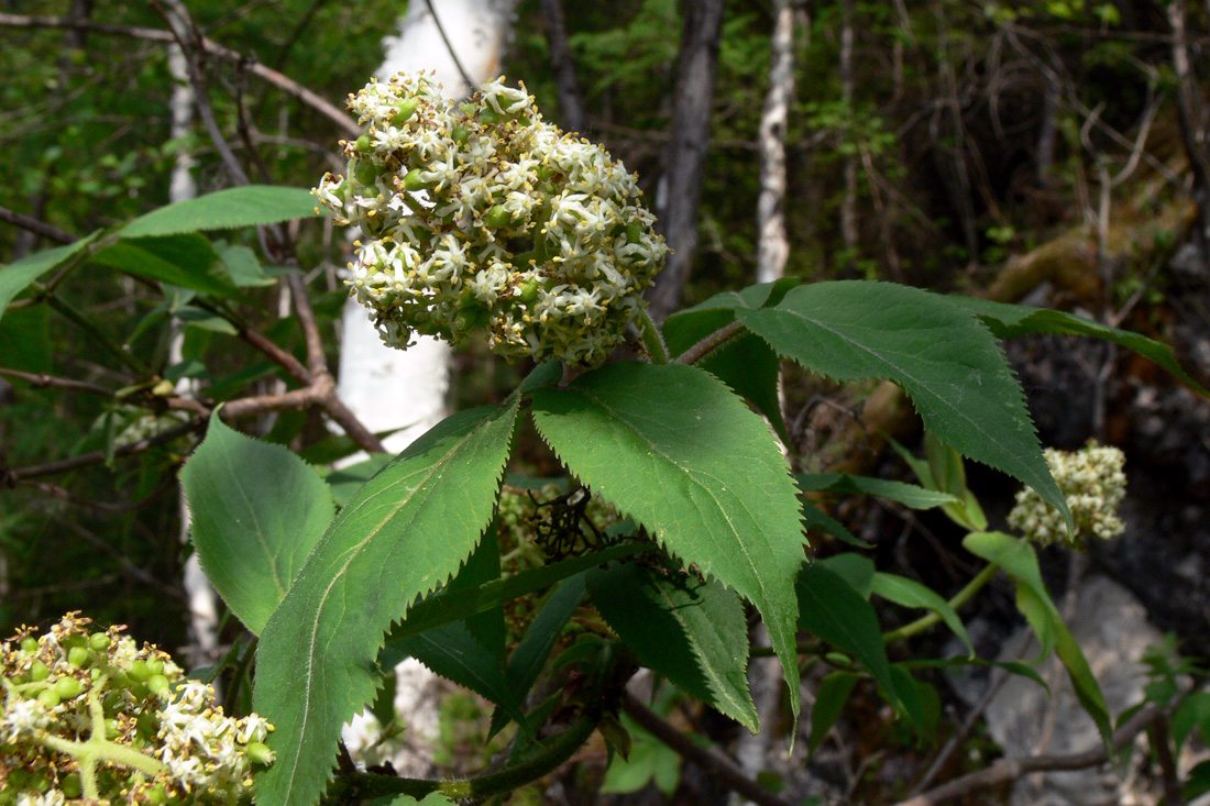 Изображение особи Sambucus sibirica.