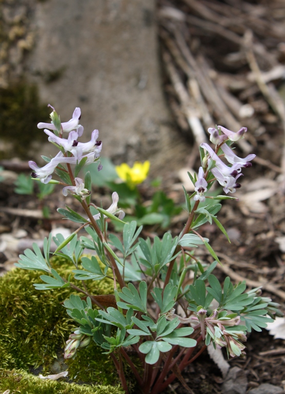 Изображение особи Corydalis paczoskii.