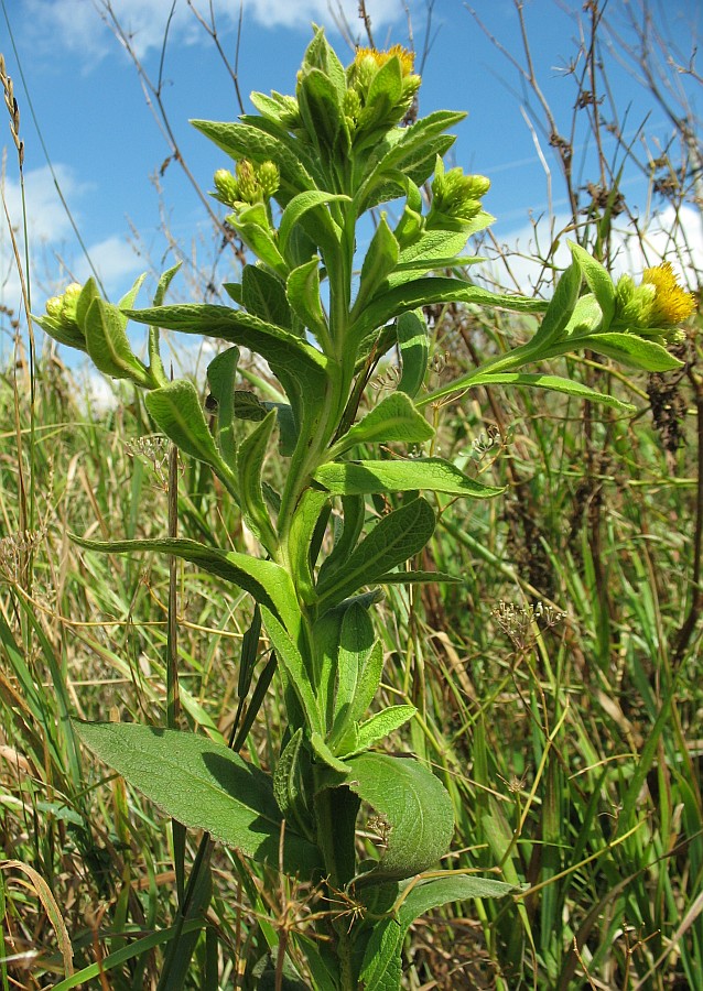 Изображение особи Inula thapsoides.