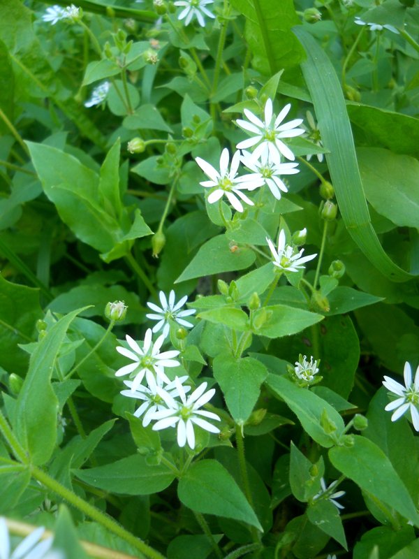 Image of Myosoton aquaticum specimen.