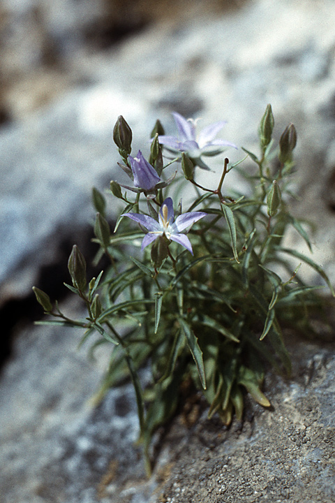 Image of Sergia sewerzowii specimen.