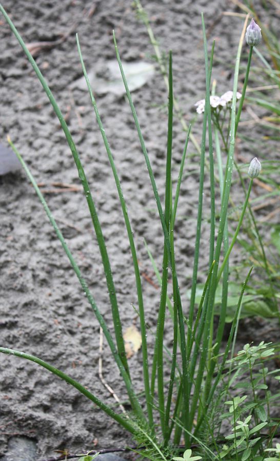 Изображение особи Allium schoenoprasum.