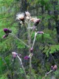 Cirsium palustre