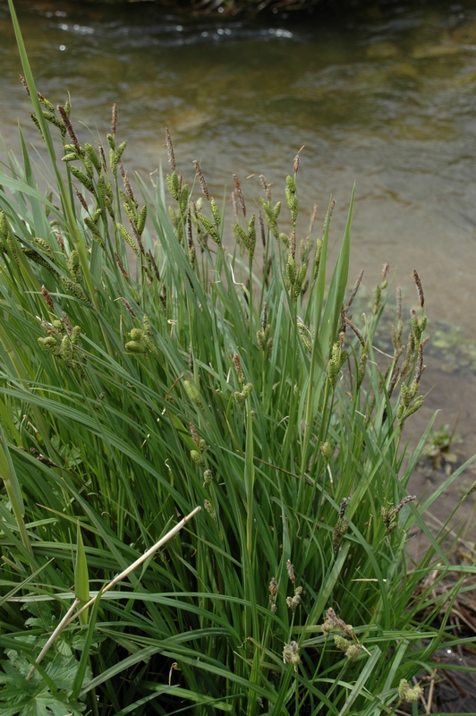 Image of Carex orbicularis specimen.