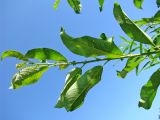 Salix calodendron