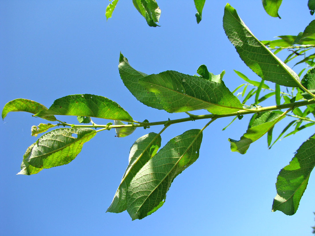 Image of Salix calodendron specimen.