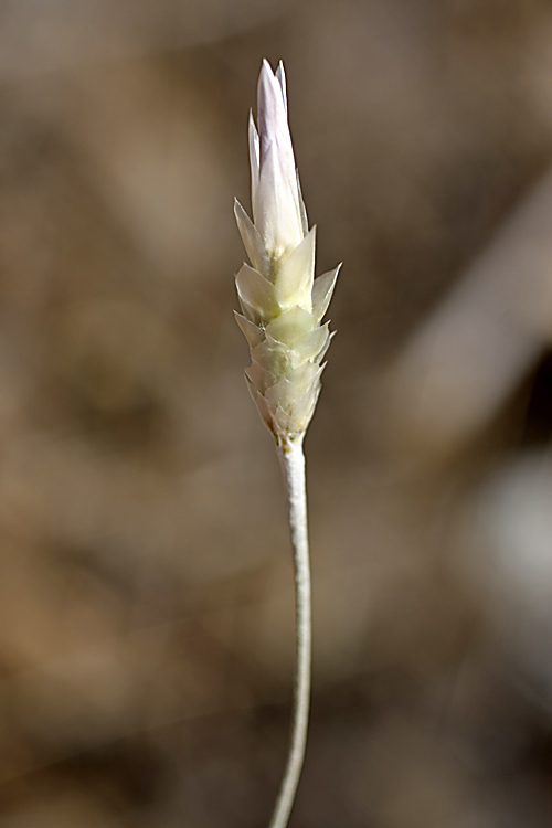 Image of Xeranthemum longepapposum specimen.