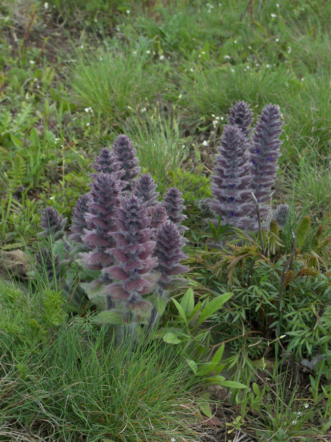 Image of Ajuga orientalis specimen.