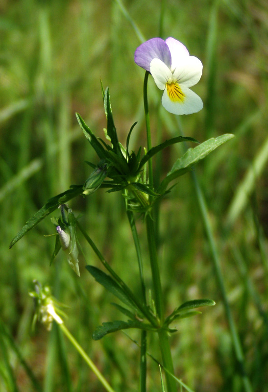 Изображение особи Viola tricolor.
