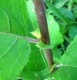Image of taxon representative. Author is Владимир Папченков