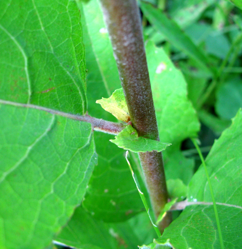 Image of Salix caprea specimen.