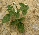 Heliotropium ellipticum. Цветущее растение. Копетдаг, Чули. Май 2011 г.