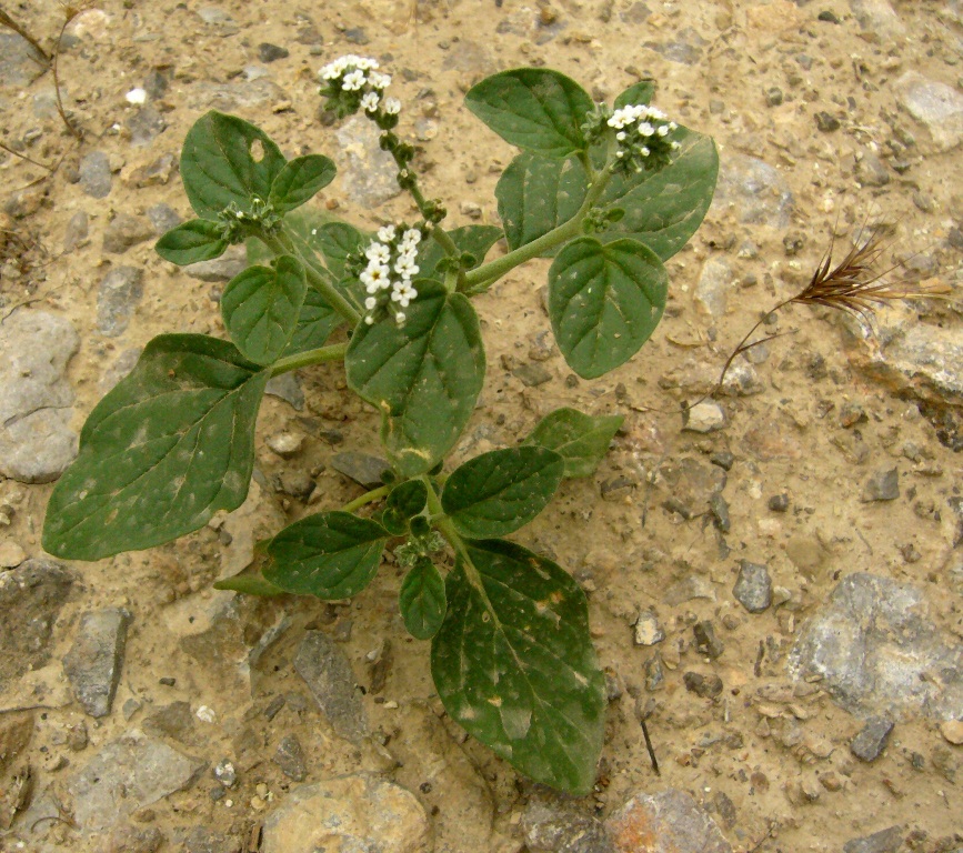 Image of Heliotropium ellipticum specimen.