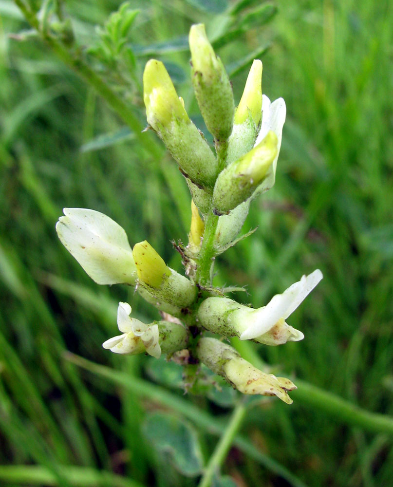 Image of Astragalus cicer specimen.