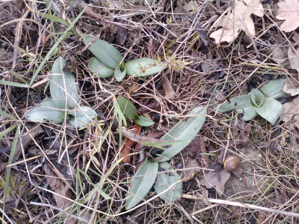 Изображение особи Ophrys mammosa ssp. caucasica.