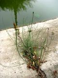 Equisetum ramosissimum. Растение в щели бетонных берегов водостока. Астраханская обл., Камызякский р-н, у с. Лебяжье. 17.08.2011.