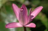 genus Nymphaea. Цветок. Сочи, дендрарий. 30.08.2009.