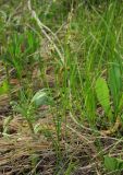 Carex praecox