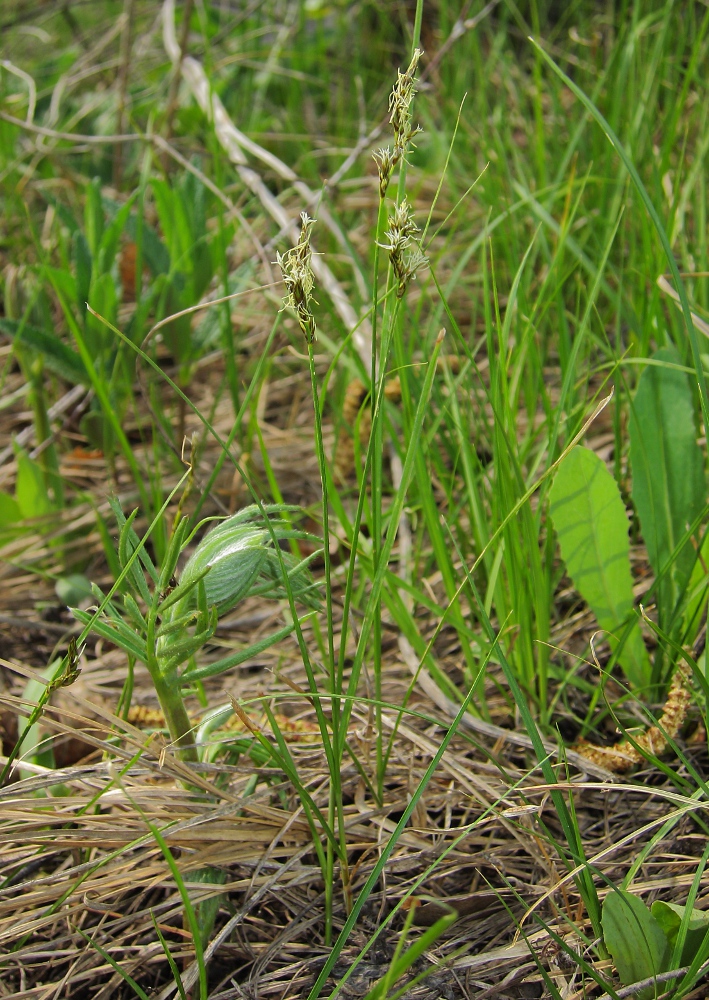 Изображение особи Carex praecox.