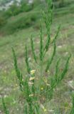 Asparagus officinalis