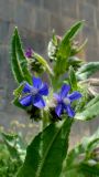 Anchusa azurea