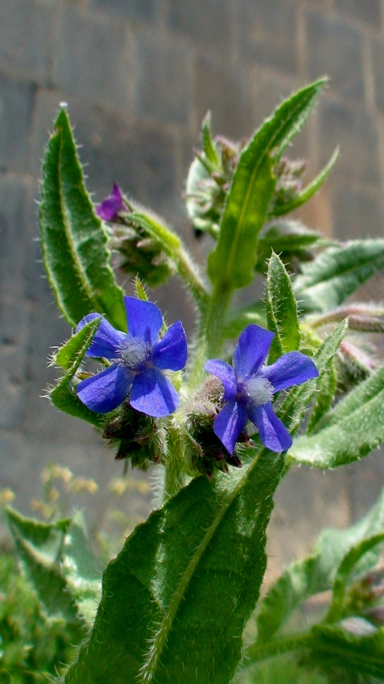 Изображение особи Anchusa azurea.