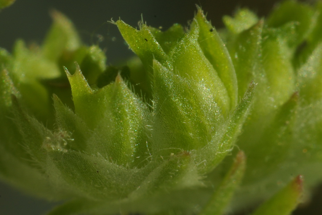 Изображение особи Valerianella brachystephana.