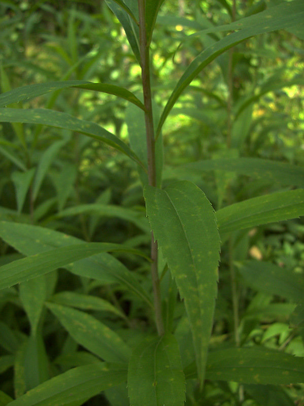 Изображение особи Solidago canadensis.