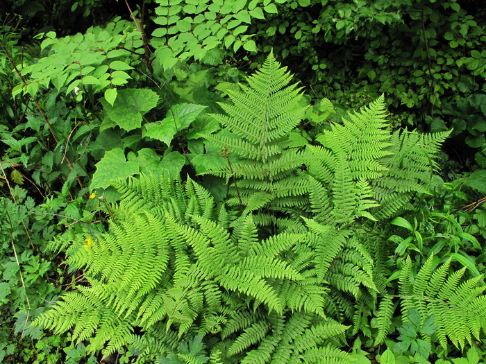 Изображение особи род Athyrium.