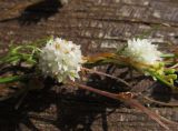 Cuscuta