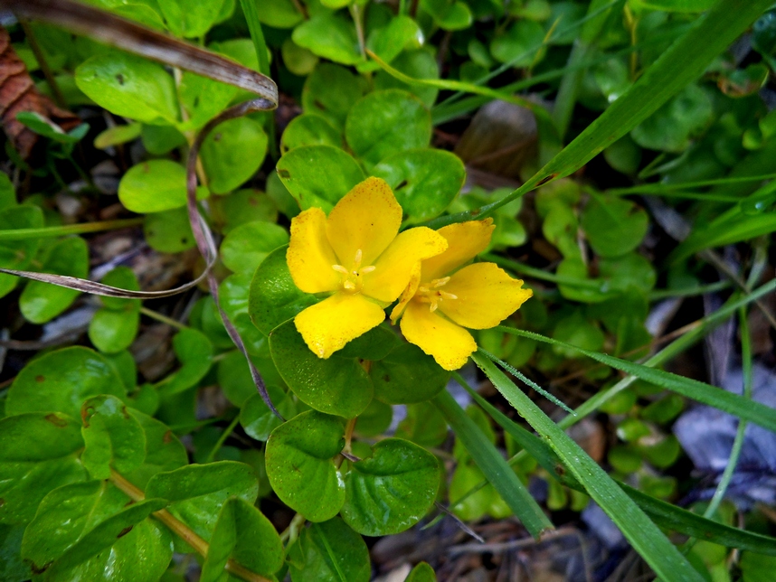 Изображение особи Lysimachia nummularia.