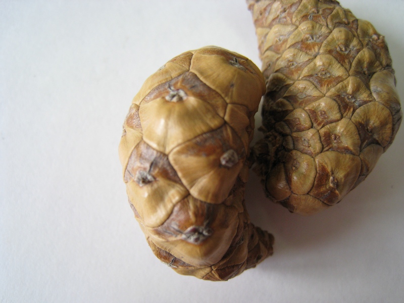 Image of Pinus banksiana specimen.