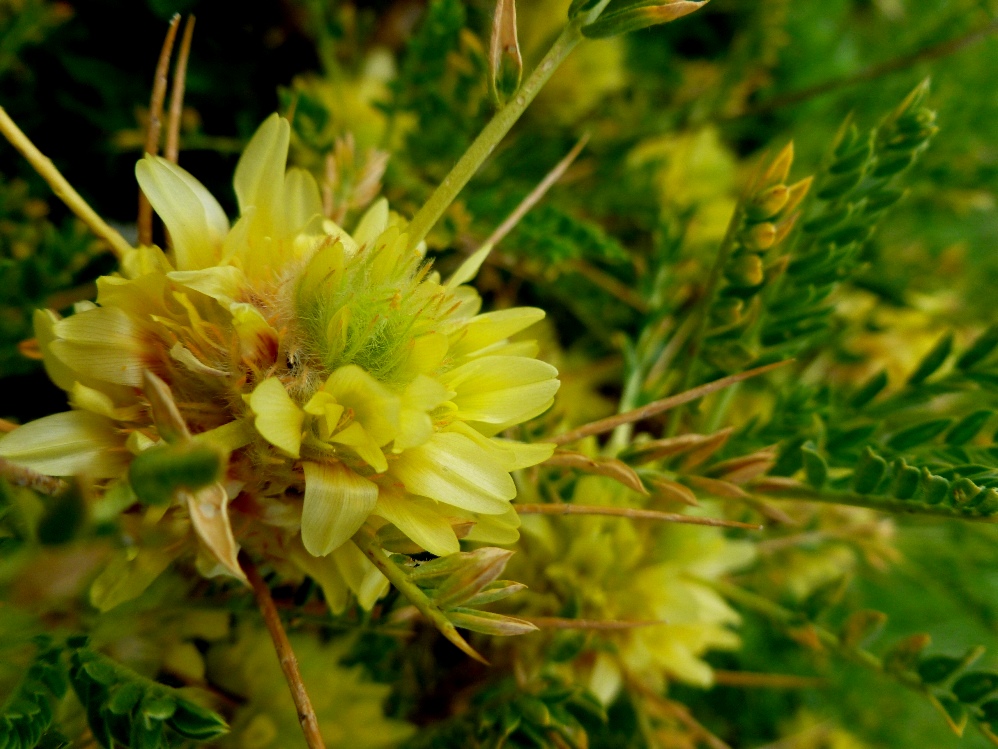 Изображение особи Astragalus aureus.