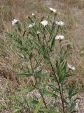 genus Symphyotrichum