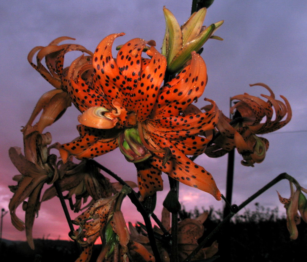 Image of Lilium lancifolium specimen.