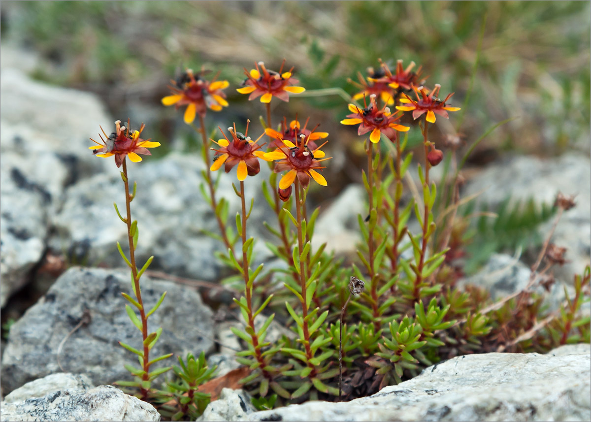 Изображение особи Saxifraga aizoides.