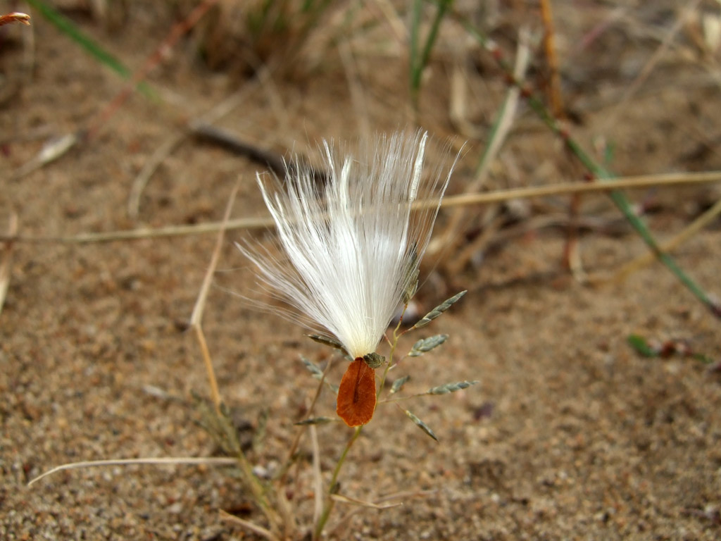 Image of Vincetoxicum sibiricum specimen.