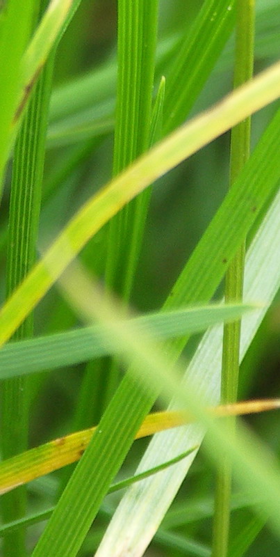 Изображение особи Deschampsia cespitosa.