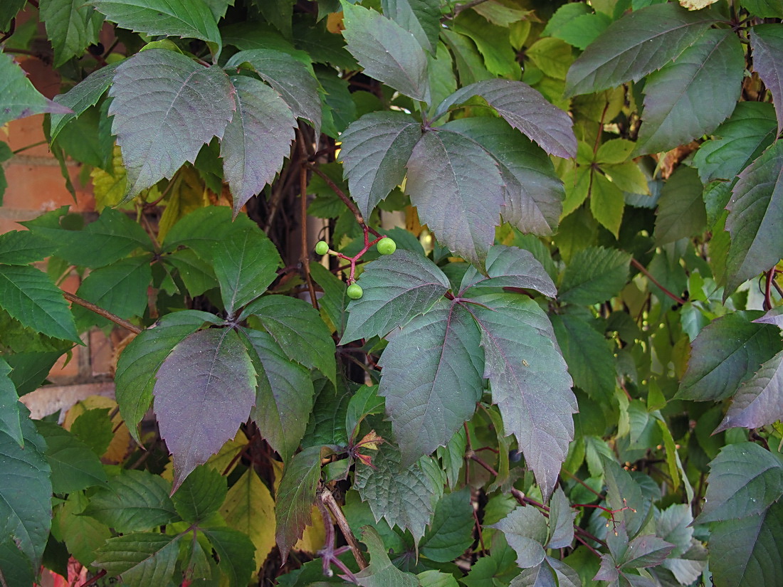 Изображение особи Parthenocissus quinquefolia.