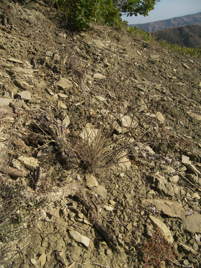 Image of Onobrychis cyri specimen.