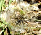 Urospermum picroides
