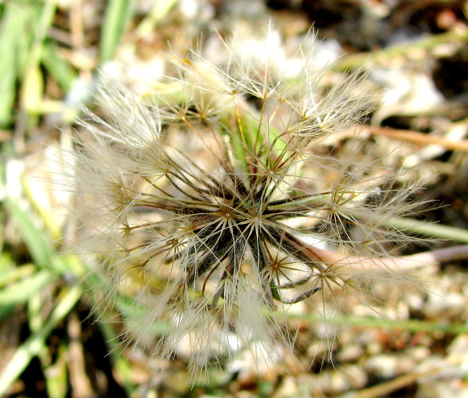 Image of Urospermum picroides specimen.