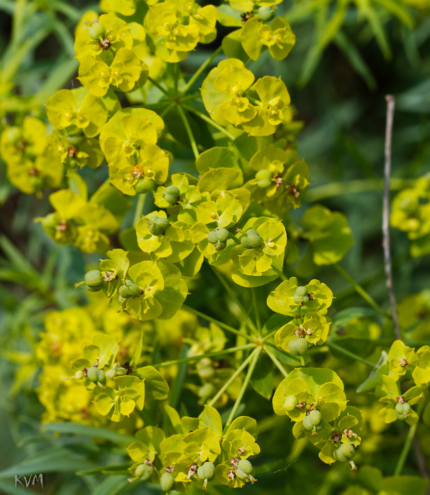 Изображение особи род Euphorbia.