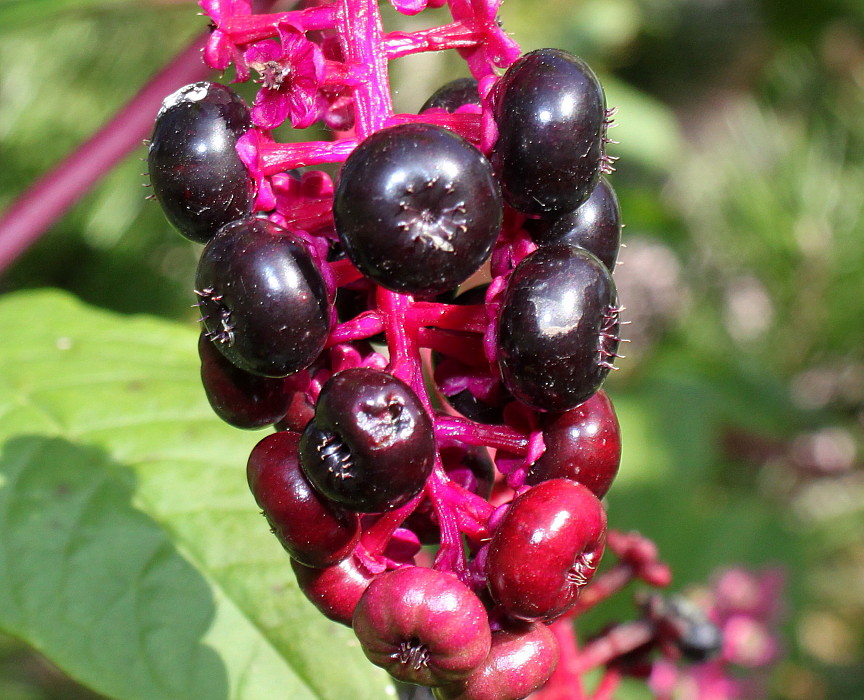 Image of Phytolacca americana specimen.