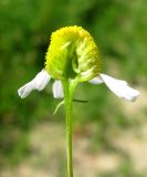 Matricaria recutita