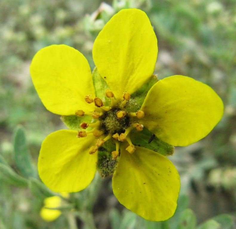 Изображение особи Potentilla bifurca.