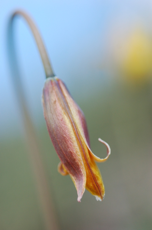 Image of Tulipa scythica specimen.